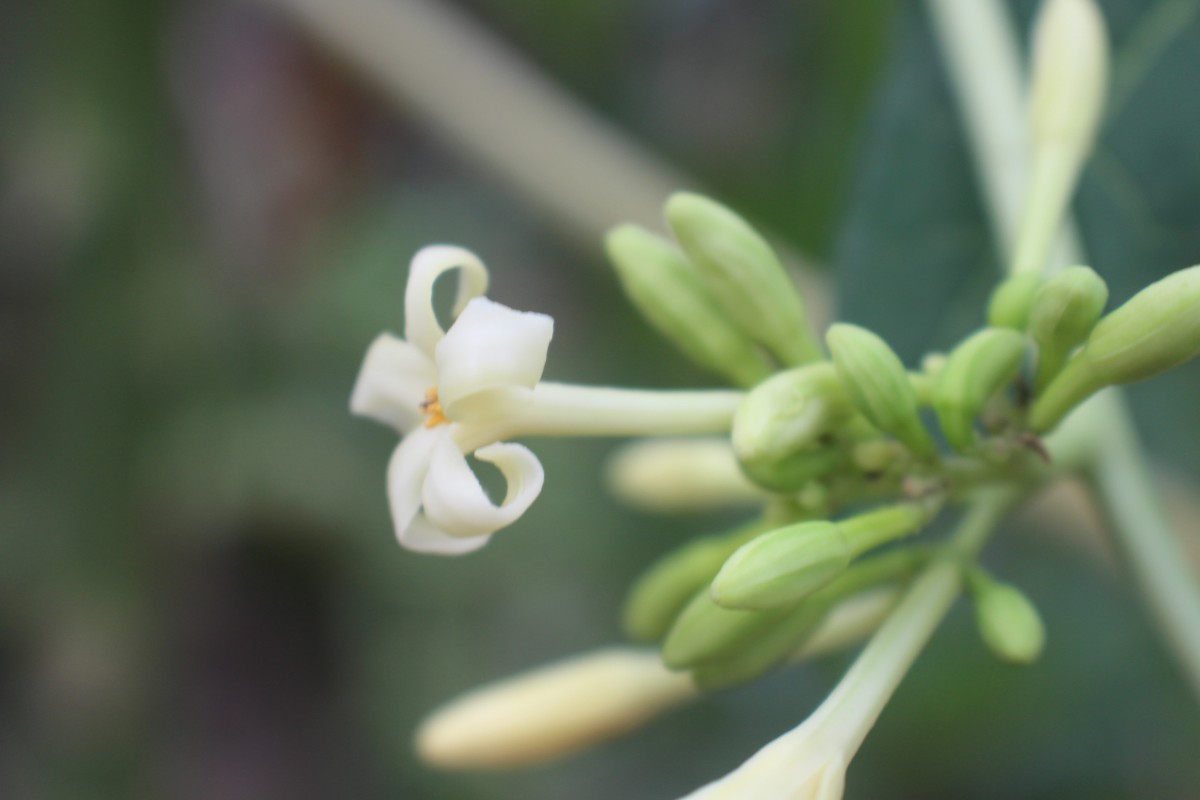 Carica papaya L.